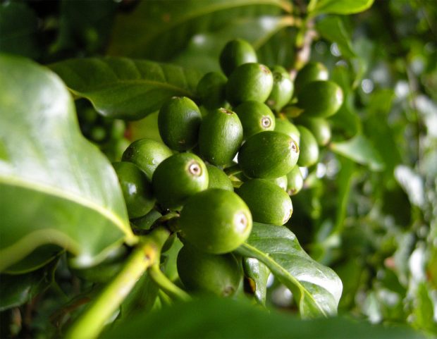 Resolutions for Myself and for the Coffee Sustainability Sector