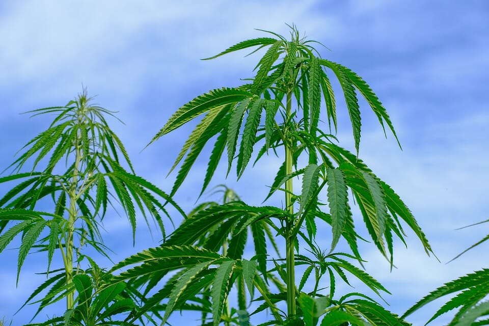 Hemp Flower: The Game-Changer in Cannabis Industry