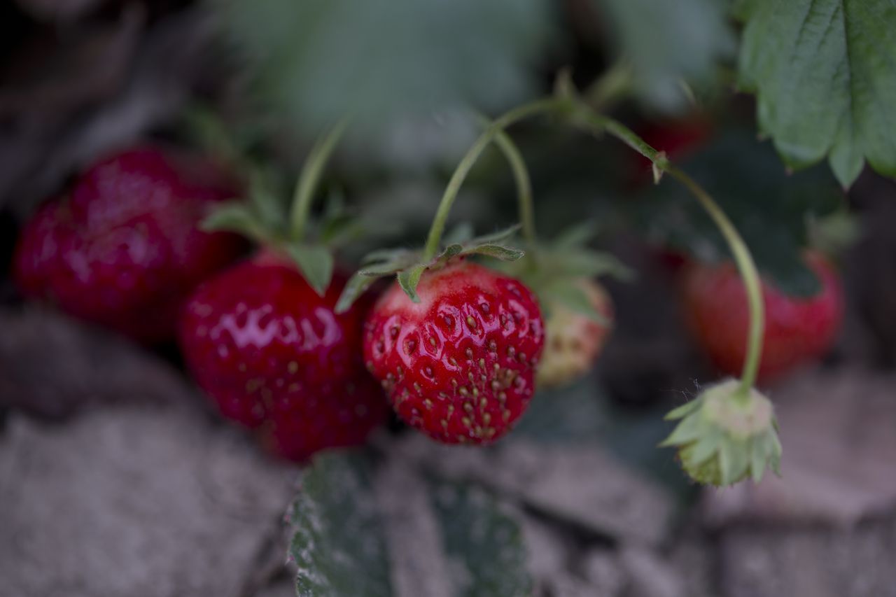 Don’t eat these organic strawberries sold at Trader Joe’s, Walmart, other stores
