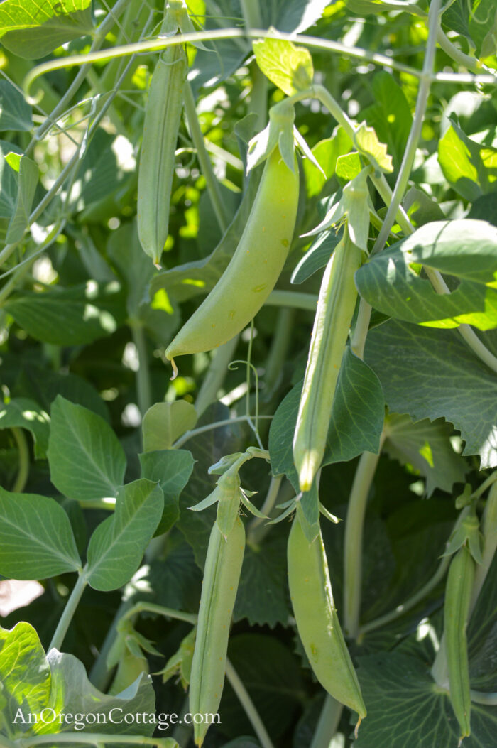 June snap peas on plants