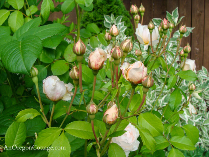 D. Austin windemere rose bush-June