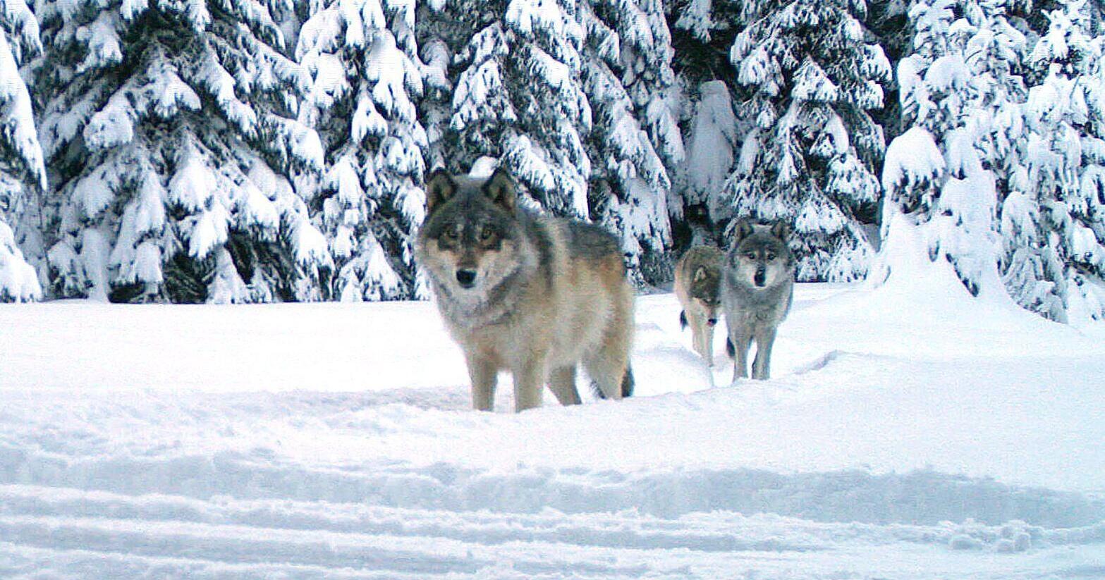 ODFW confirms Umatilla County wolf depredation