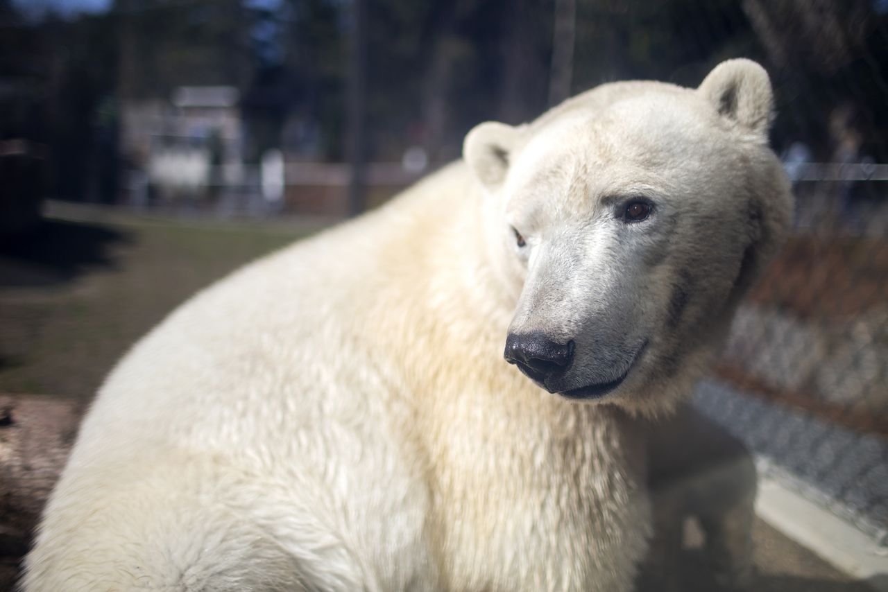Oregon Zoo polar bears and lasers: Teammates in the push for safer monitoring in the wild