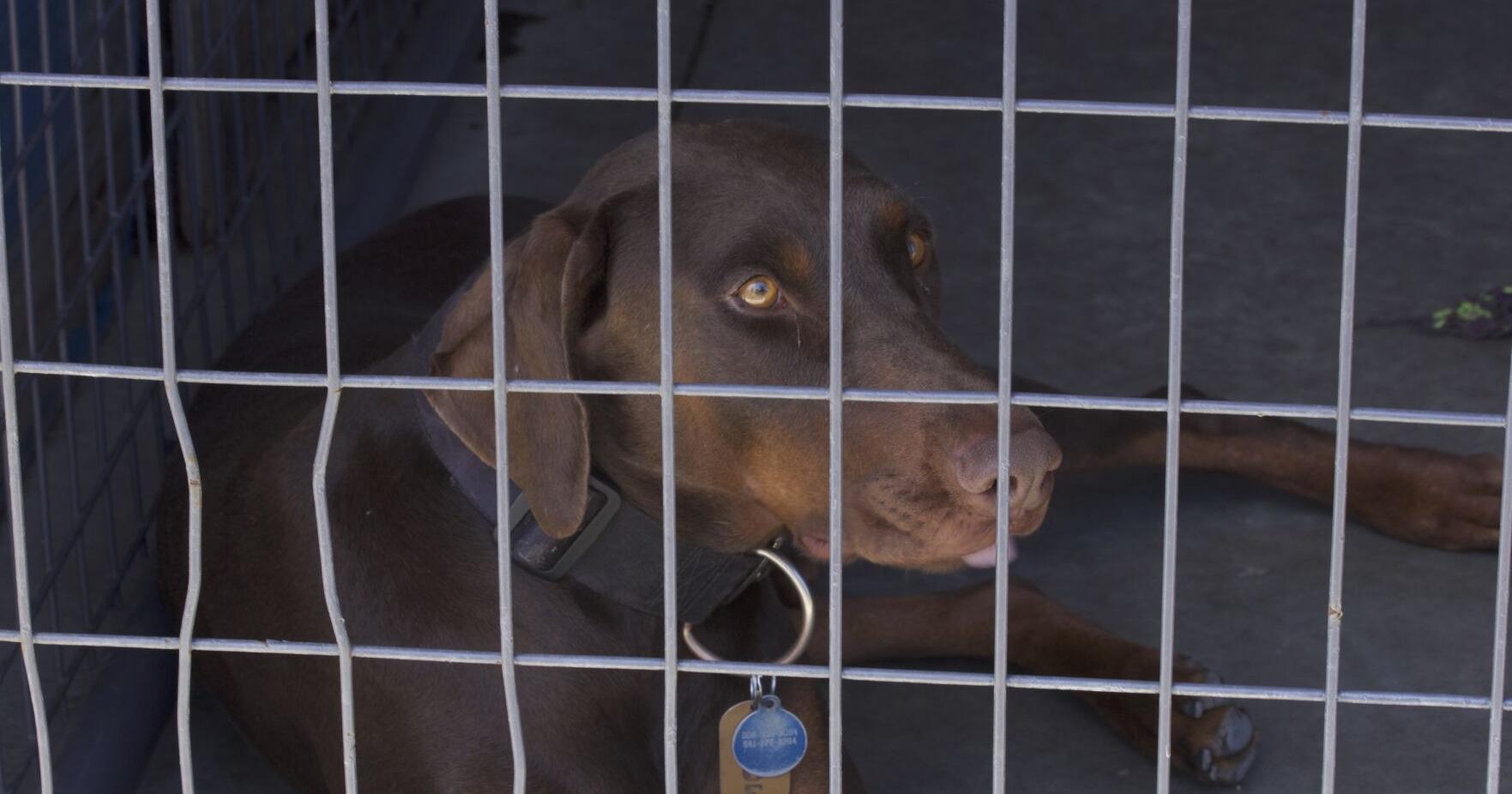 Pendleton shelter faces surge of pandemic rescue animals