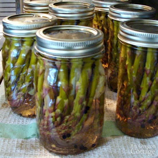 Pickled and Canned Asparagus-canned jars cooling
