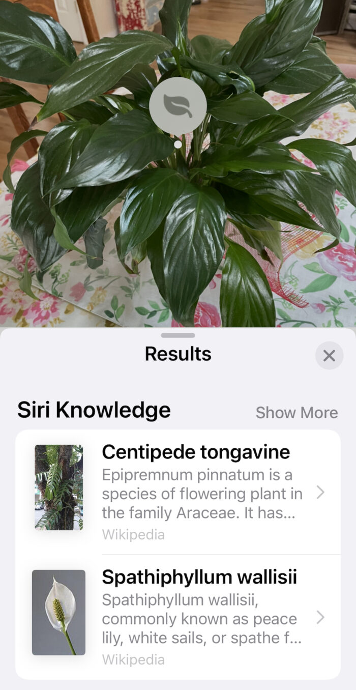 screenshot of iphone camera plant ID