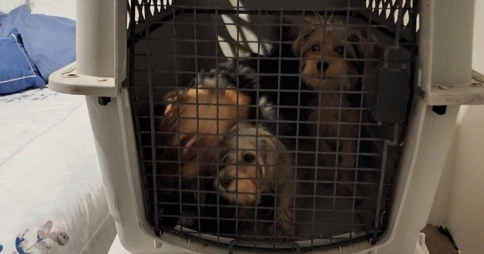 Hermiston police seize more dogs in wake of recent raid