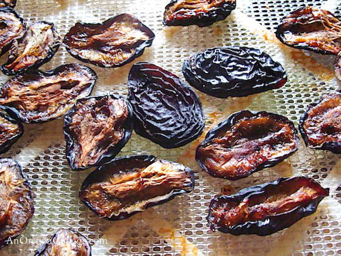 dried plums on dehydrator tray