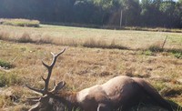 OSP Fish & Wildlife seeking public assistance with poached Elk – Columbia County (Photo)