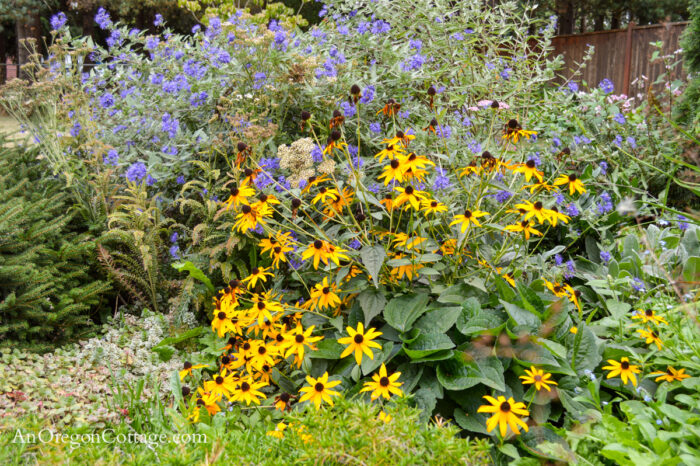 blackeyed susan and ceantheous in September