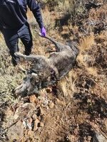 OSP Fish & Wildlife Division is seeking the public’s assistance in locating the person(s) responsible for shooting and killing a wolf -Lookout Mountain Wildlife Management Unit, Baker County (Photo)