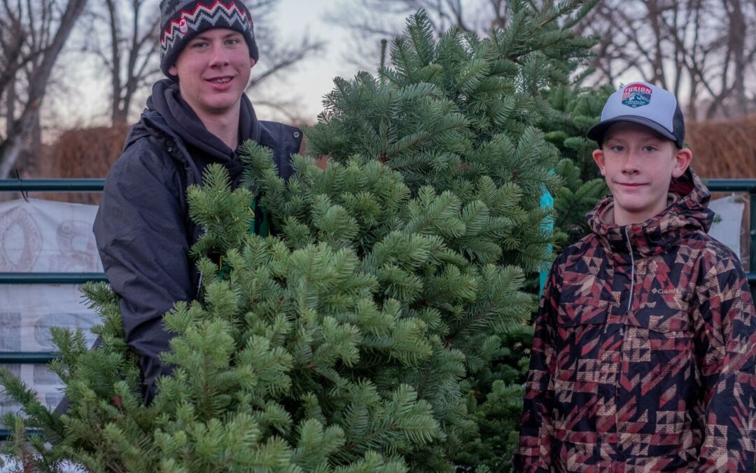 Local Christmas tree sales ‘not bad’