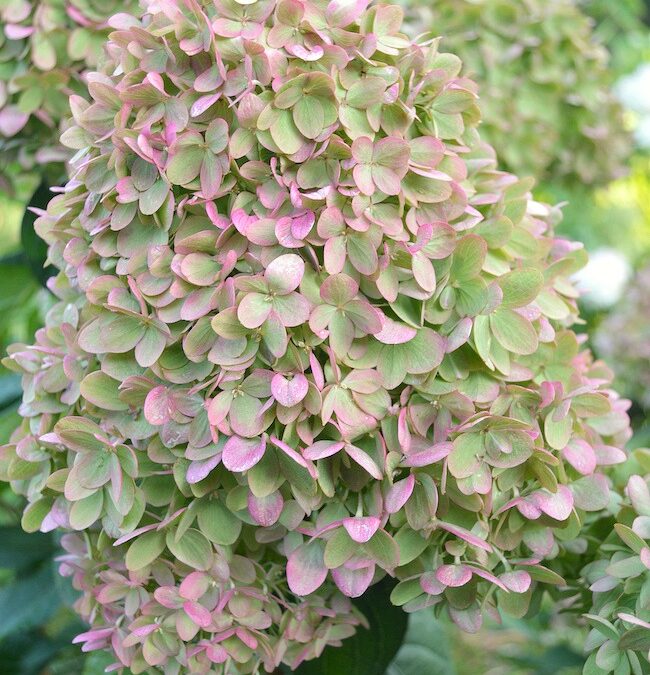 How & Why to Grow Little Lime Hydrangea