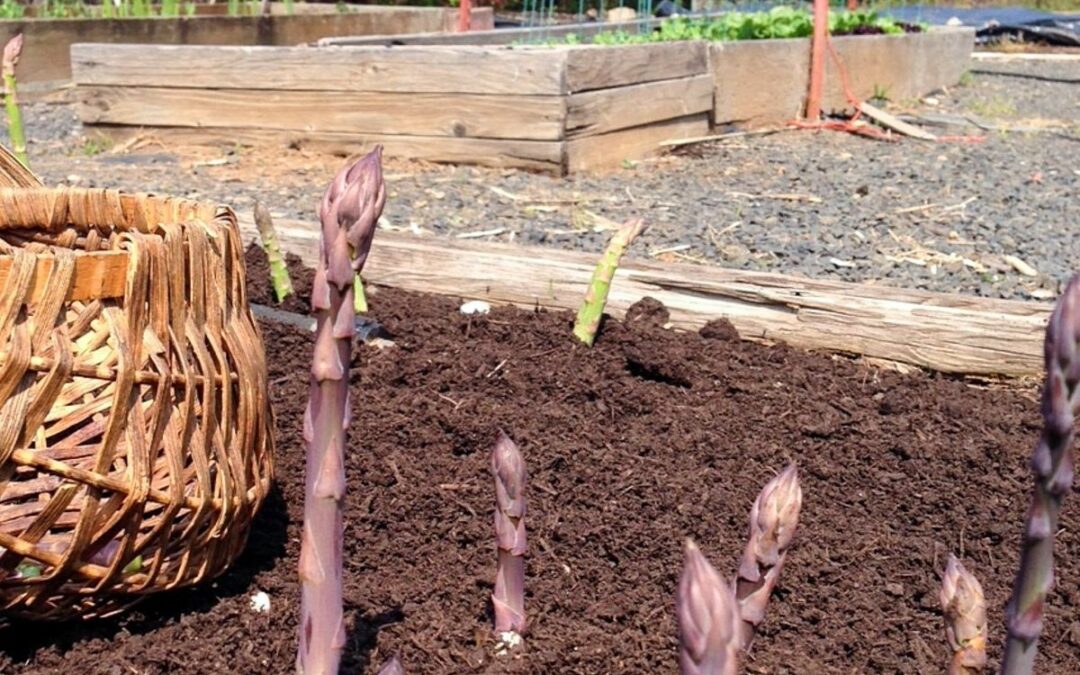 How to Grow Asparagus with Tips & Frequently Asked Questions