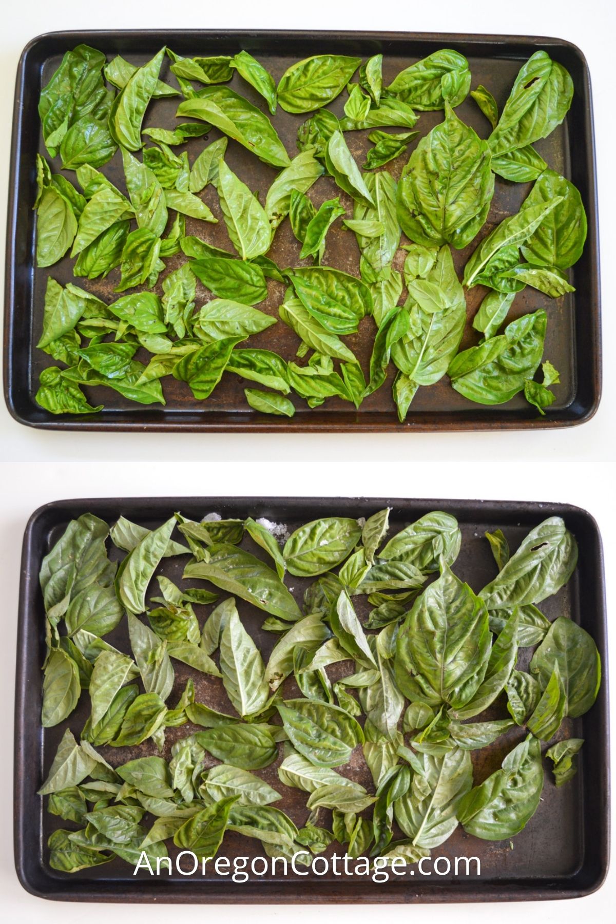 best way to freeze basil_featured