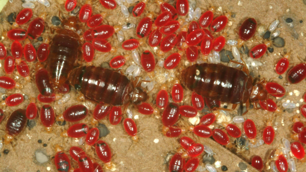 TIP: Bed Bug Pest Control Treatments