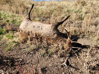 OSP Fish & Wildlife seeking public assistance for waste of Rocky Mountain Elk in Morrow County (Photo)