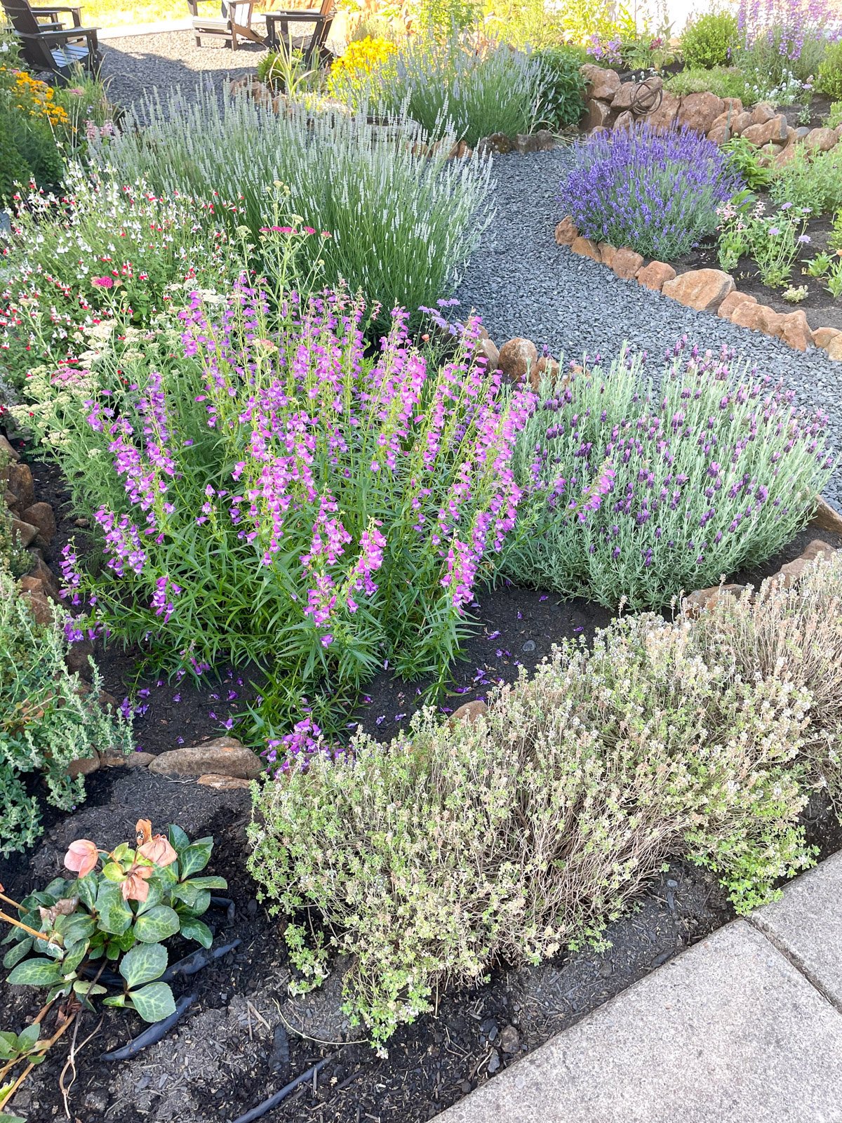 Flower and herb garden with deer resistant thyme, penstemon, lavender, salvia, and hellebore.