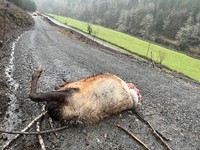 Bull elk left to waste 