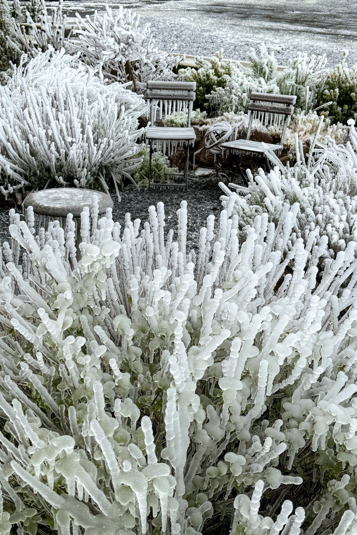 ice covered plants and chairs in garden