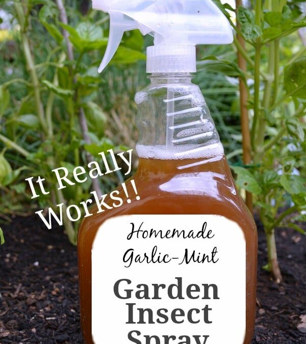 All Natural Insect Spray Made with Garlic & Mint (A DIY That Really Works!!)