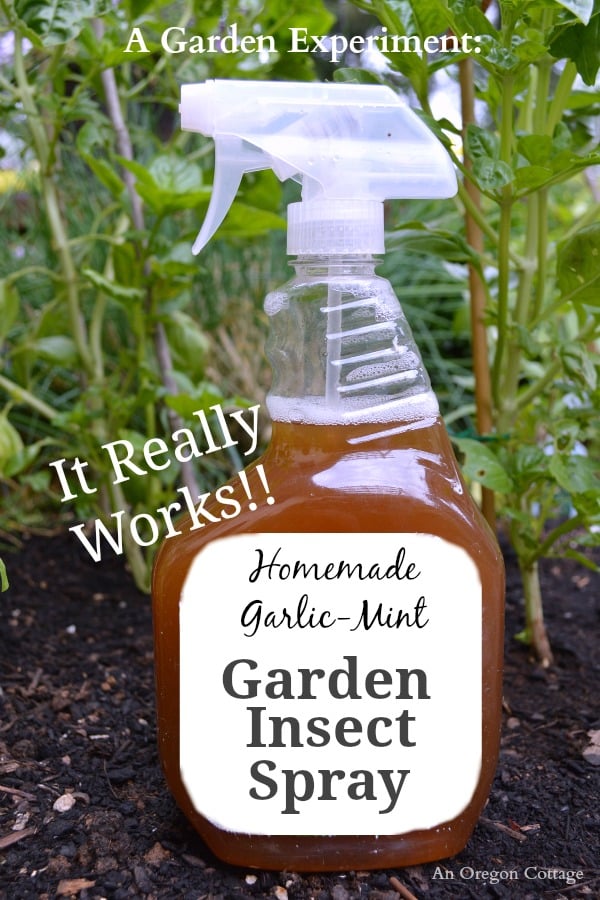 Homemade Garlic-Mint Natural Garden Insect Spray - An Oregon Cottage
