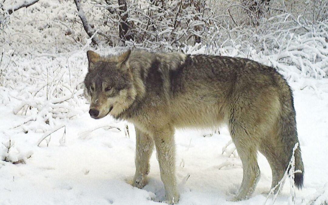 Oregon wolf population holds steady