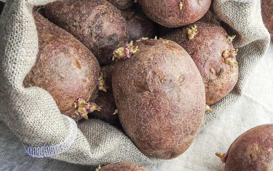 7+ Things To Do With Sprouted Potatoes