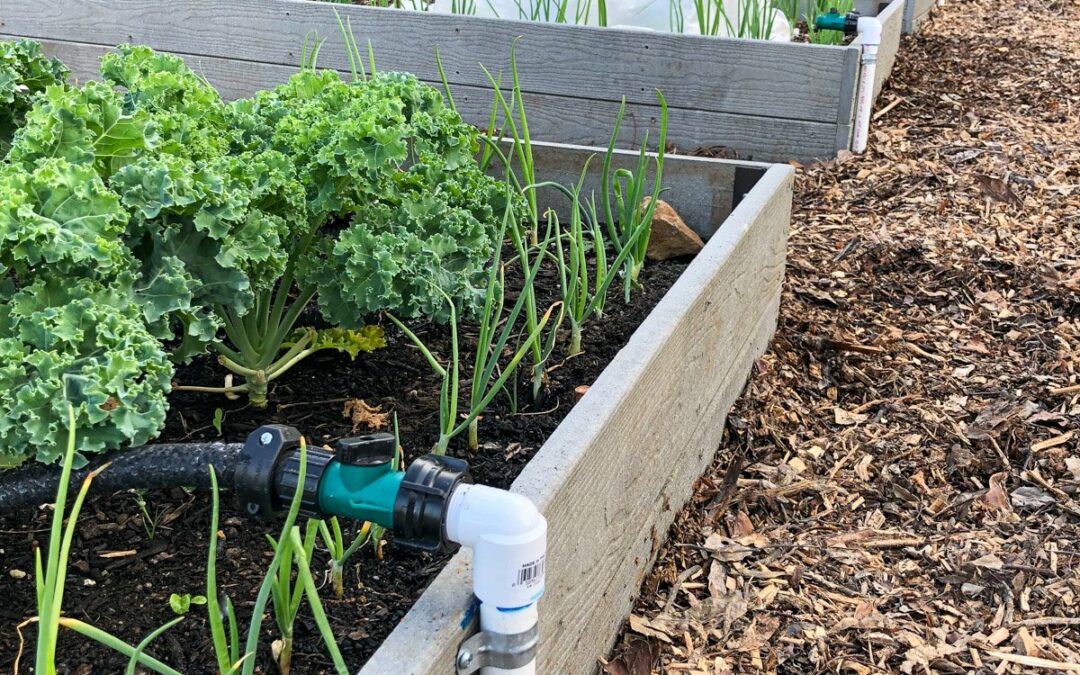 DIY Watering System for Gardens – Easy & Inexpensive