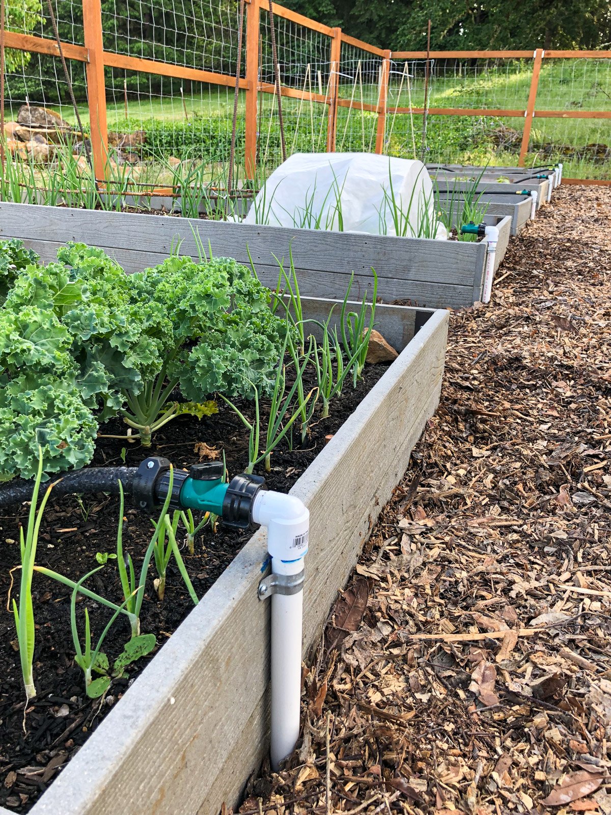line of garden raised beds with pvc watering system